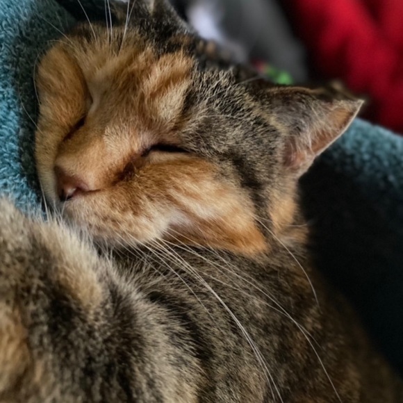 Meet your Posher, Aricka - Picture 2 of 3